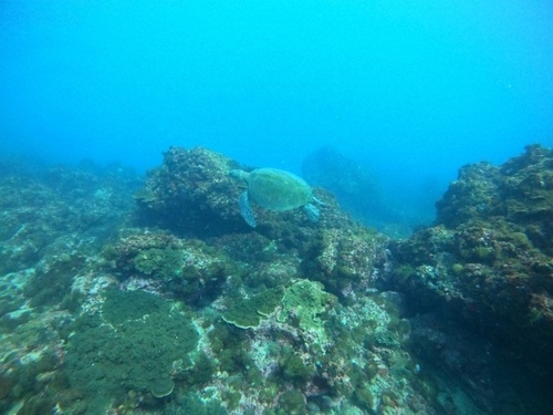 Green sea turtle