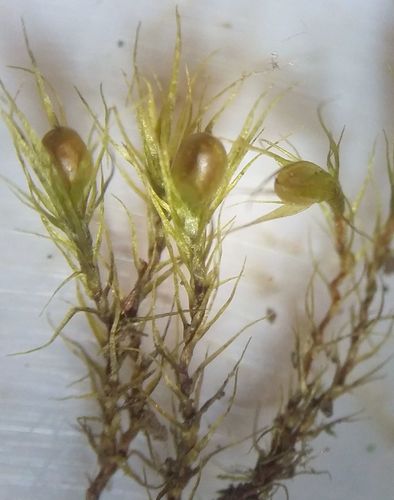 Pseudephemerum