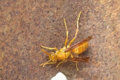 Polistes wattii