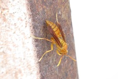 Polistes wattii