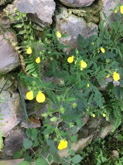 Calceolaria mexicana