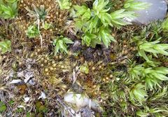 Pseudephemerum nitidum