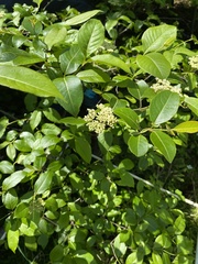 Viburnum cassinoides image