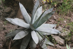 Agave titanota