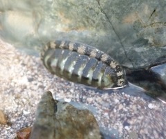 Chiton tuberculatus