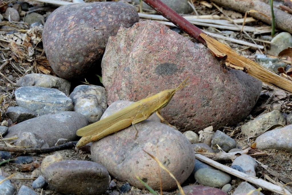 Tropidopola turanica