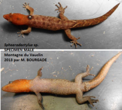 Sphaerodactylus