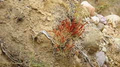 Salsoloideae