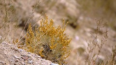 Salsoloideae