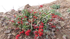 Blitum virgatum