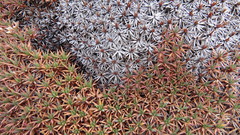 Acantholimon