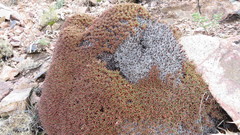 Acantholimon