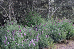 Lupinus hispanicus