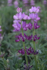 Lupinus hispanicus