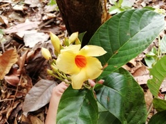 Mandevilla
