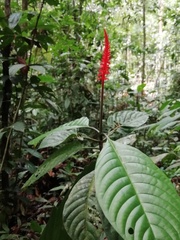 Palicourea subspicata