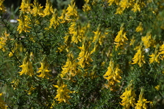 Genista hirsuta