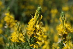 Genista hirsuta
