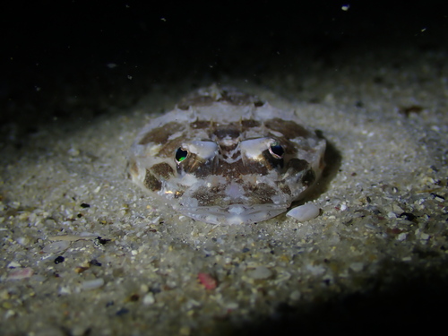 Devil flathead (Onigocia spinosa) — Platycephalidae — 4