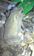 Rhinella sternosignata