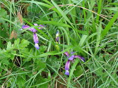 Iris graminea