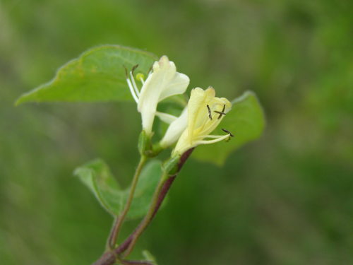 Paprastasis sausmedis nuotrauka