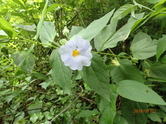 Thunbergia natalensis