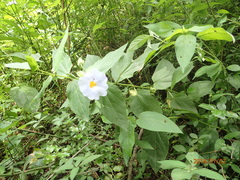 Thunbergia natalensis