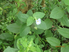 Thunbergia natalensis