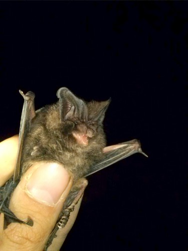 Barbastella barbastellus