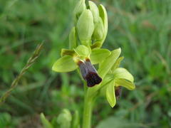 Ophrys fusca funerea
