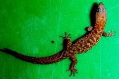 Sphaerodactylus