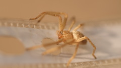 Olios sericeus