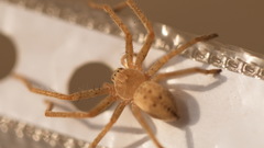 Olios sericeus
