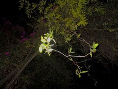 Struthanthus interruptus