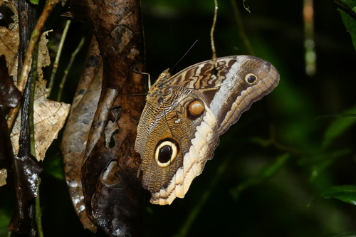 Banded Owl-Butterfly