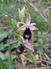 Ophrys bertolonii