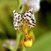 Ponthieva maculata - Photo (c) Orchi,  זכויות יוצרים חלקיות (CC BY-SA)