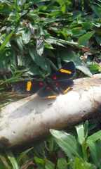 Melanis electron