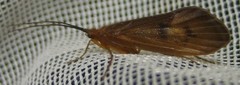 Pycnopsyche lepida