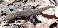Sphaerodactylus microlepis
