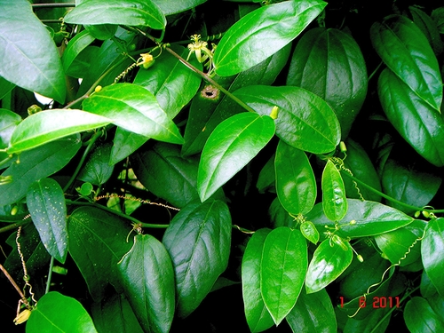 Passiflora pallida