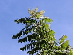 Ailanthus altissima tanakai