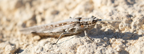 Coryphistes glabriceps