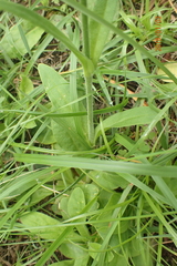Silene undulata polyantha