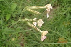 Silene undulata polyantha