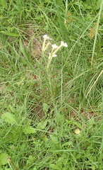 Silene undulata polyantha