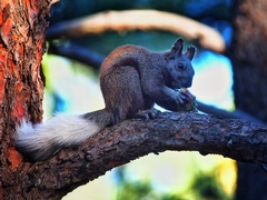 Sciurus aberti kaibabensis