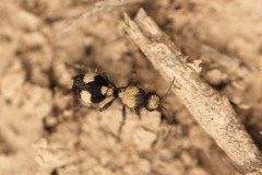 Dasylabris mongolica