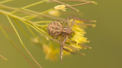 Xysticus pseudocristatus